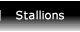 stallions_button